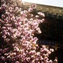 成都旅游 缩略图 6