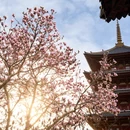 成都旅游 缩略图 14