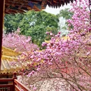 成都旅游 缩略图 8