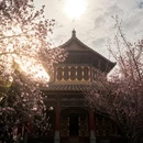 成都旅游 缩略图 12