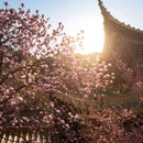 成都旅游 缩略图 3