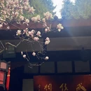 成都旅游 缩略图 2