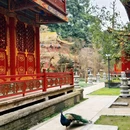 成都旅游 缩略图 16