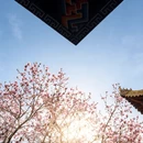 成都旅游 缩略图 13