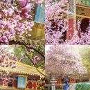 成都旅游 缩略图 1