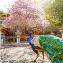成都旅游 缩略图 10