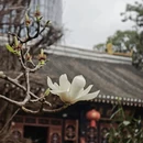 成都旅游 缩略图 3