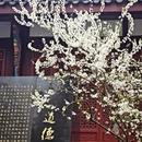 成都旅游 缩略图 4