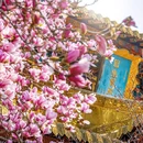 成都旅游 缩略图 8