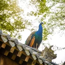 成都旅游 缩略图 12