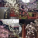 成都旅游 缩略图 1