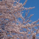 青岛旅游 缩略图 5