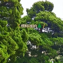 青岛旅游 缩略图 8