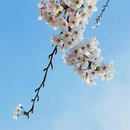 青岛旅游 缩略图 3