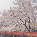 青岛旅游 缩略图 6