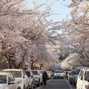 青岛旅游 缩略图 7