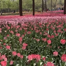 青岛旅游 缩略图 15