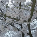 青岛旅游 缩略图 7