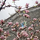成都旅游 缩略图 13
