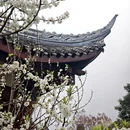 成都旅游 缩略图 8