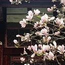 成都旅游 缩略图 10