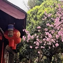 成都旅游 缩略图 16