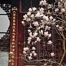 成都旅游 缩略图 5