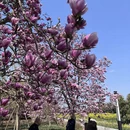 成都旅游 缩略图 1
