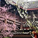 成都旅游 缩略图 15