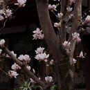 成都旅游 缩略图 9