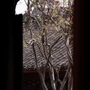 成都旅游 缩略图 16