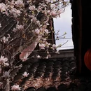 成都旅游 缩略图 15