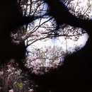 成都旅游 缩略图 12
