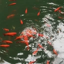 成都旅游 缩略图 6
