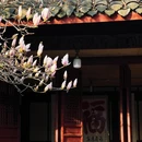 成都旅游 缩略图 5