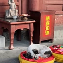 成都旅游 缩略图 7