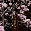 成都旅游 缩略图 3