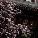 成都旅游 缩略图 2