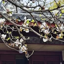 成都旅游 缩略图 1