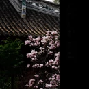 成都旅游 缩略图 5