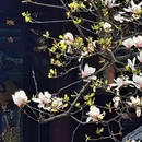 成都旅游 缩略图 3