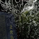 成都旅游 缩略图 10