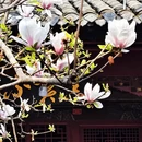 成都旅游 缩略图 6