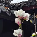成都旅游 缩略图 4