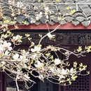 成都旅游 缩略图 8