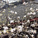 成都旅游 缩略图 7