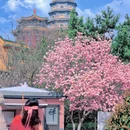 青岛旅游 缩略图 17