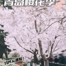 青岛旅游 缩略图 1