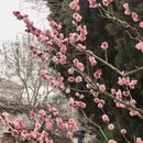 青岛旅游 缩略图 3