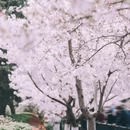 青岛旅游 缩略图 12